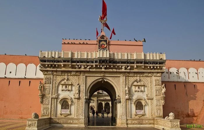 Rat Temple - India, Temple, Rat, Video, Longpost