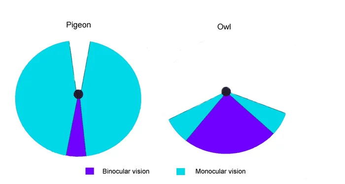 A few observations regarding crow vision - Crow, The science, Biology, Color, Vision, Birds, Research, Informative, Nauchpop, Longpost, Interesting