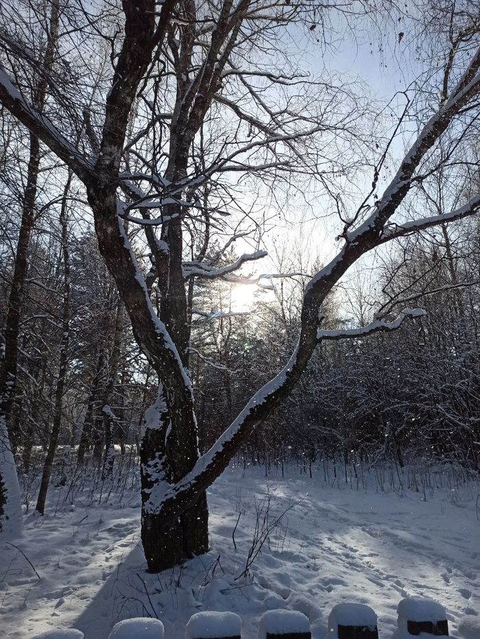 Cold Sun - My, The photo, Winter, Forest