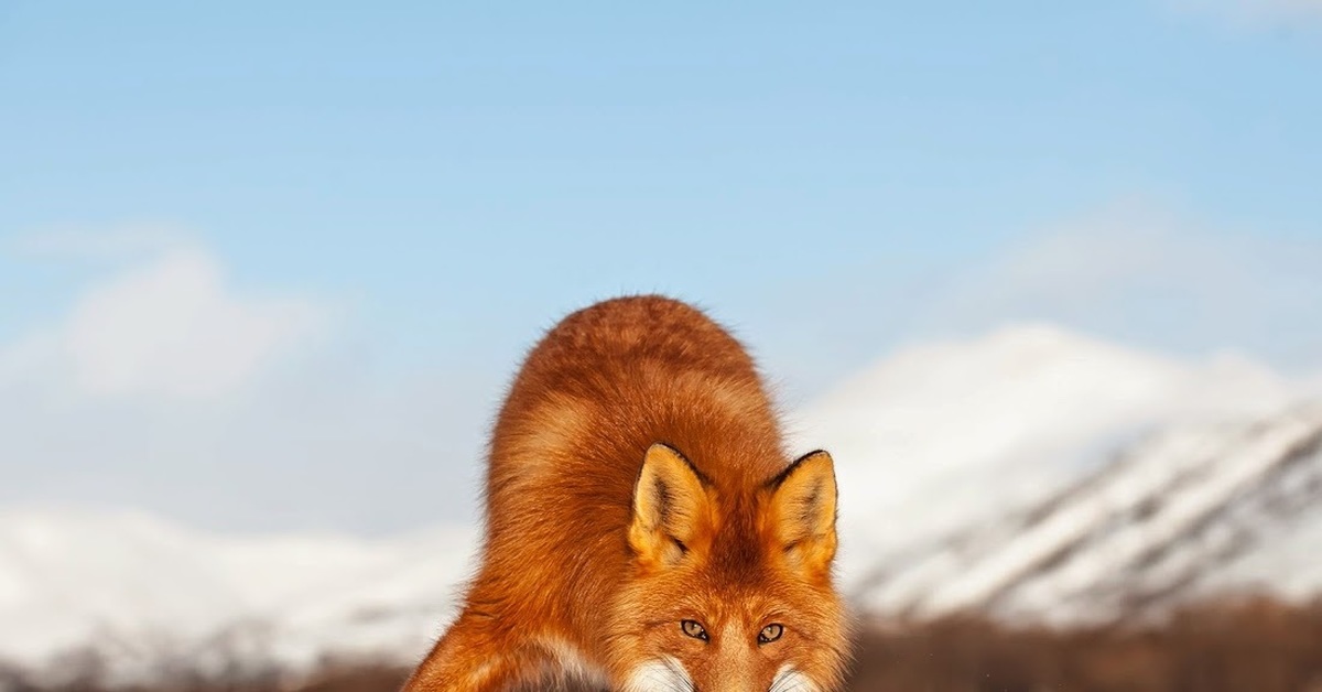 Fox russia
