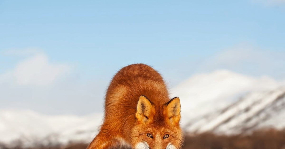 Red fox. Обыкновенная лисица Россия. Хитрая лиса. Рыжая лисица. Первозданная Россия лиса.