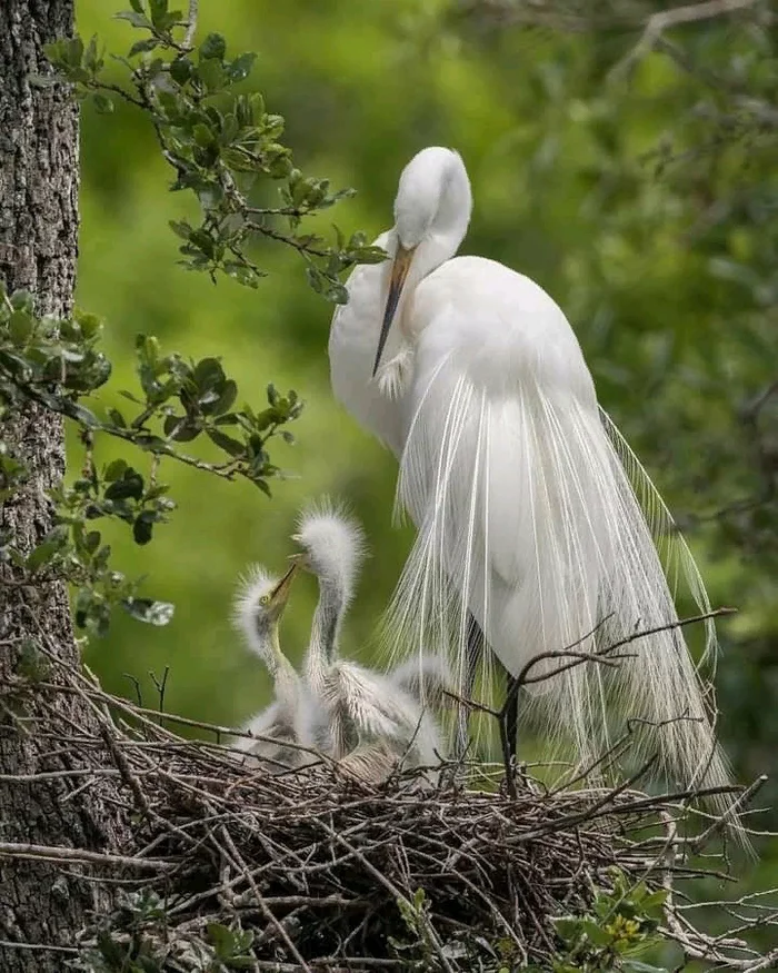 With mom - Egret, Images, In contact with, beauty