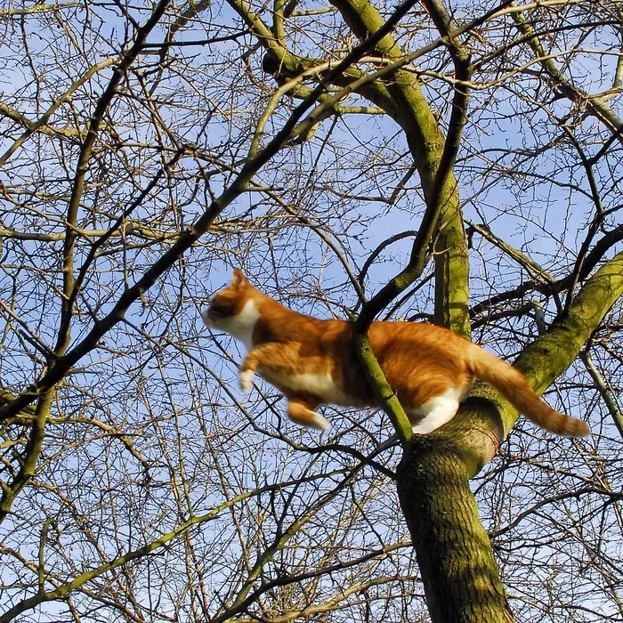 Red bird... (from branch, to branch) - cat, Redheads, Tree, Branch, Bounce, Pets