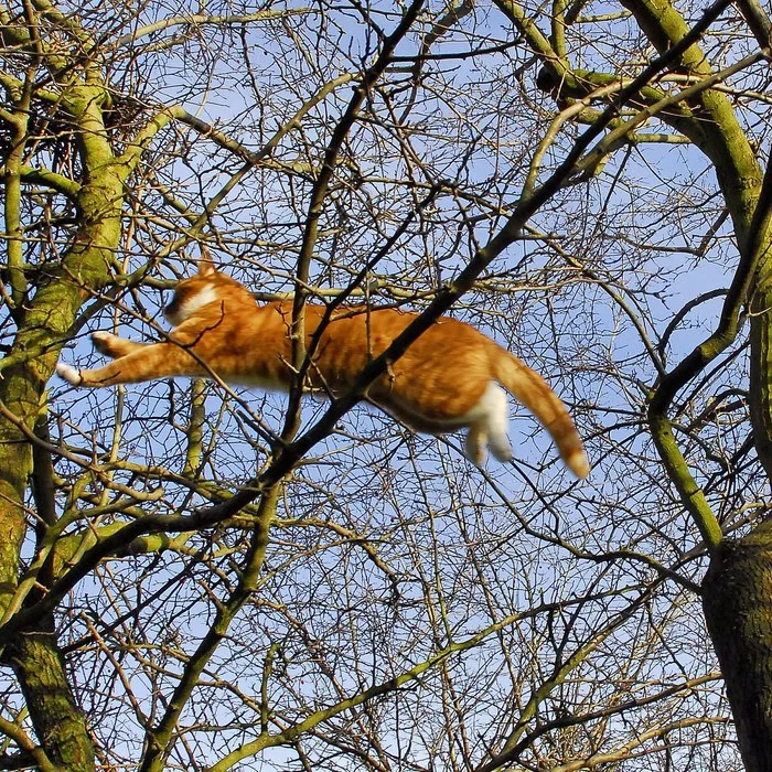Red bird... (from branch, to branch) - cat, Redheads, Tree, Branch, Bounce, Pets