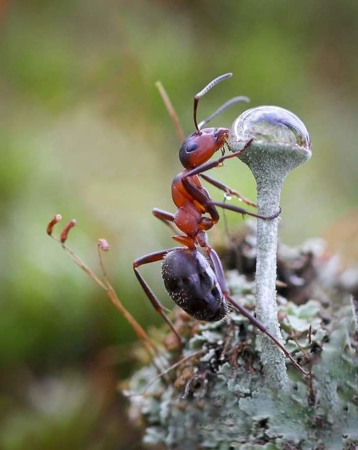 О коктейлях