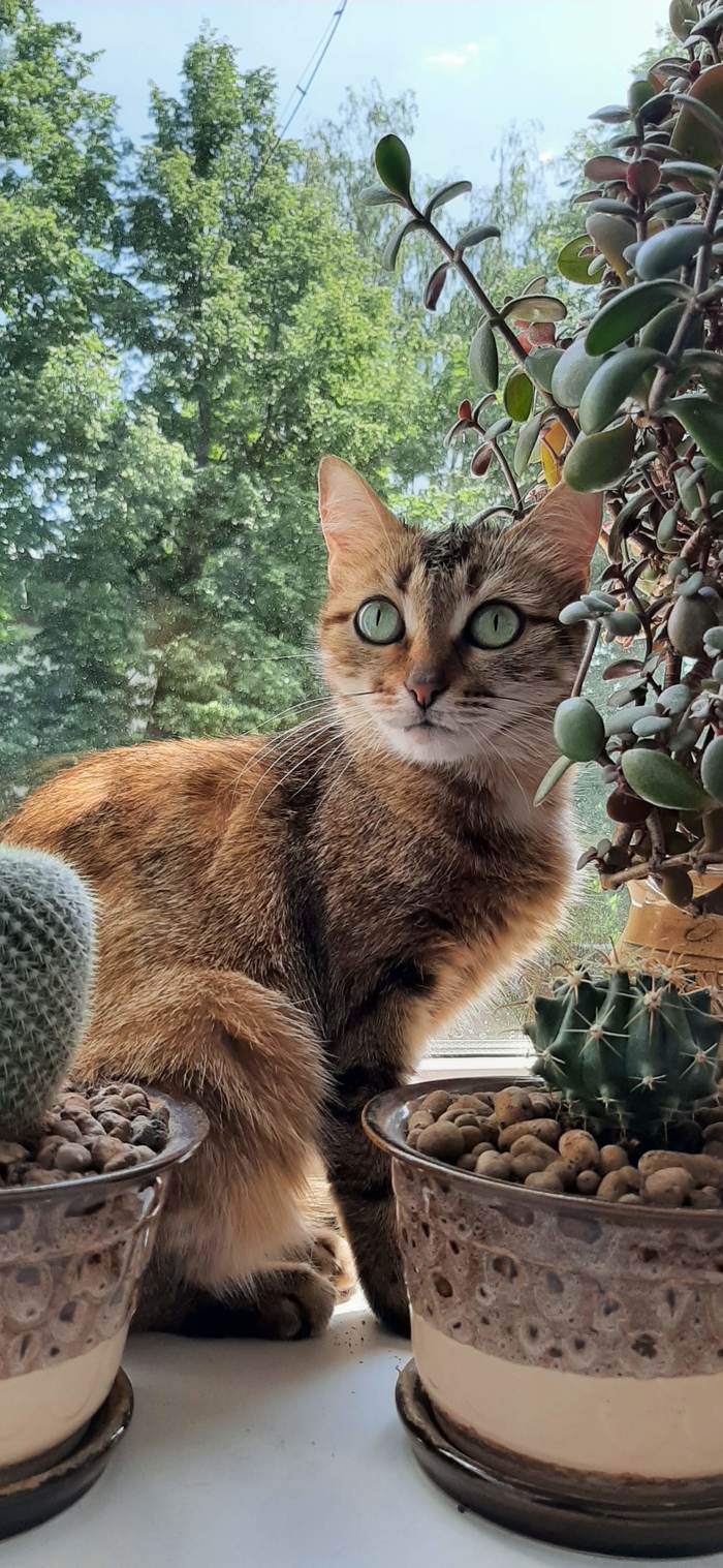 Tiger in its natural habitat - My, cat, Pets, The photo, Summer, Short post, Longpost