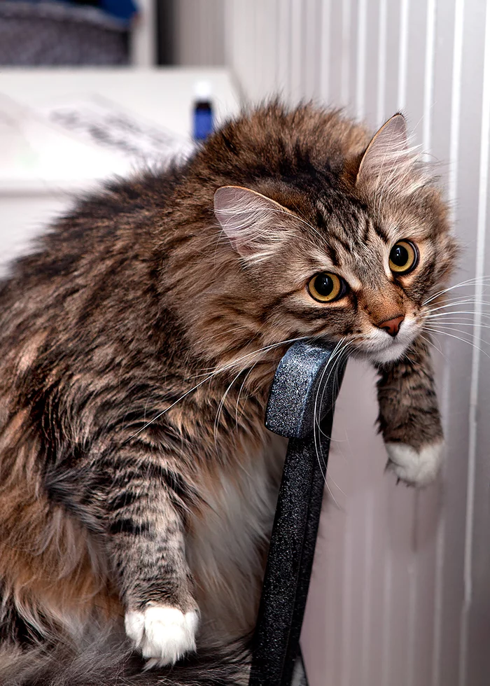 When you learn to look into the soul and you are good at it. - My, Siberian cat, cat