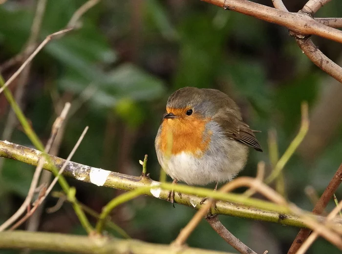 Robin - My, Netherlands (Holland), Nature, Birds, Longpost