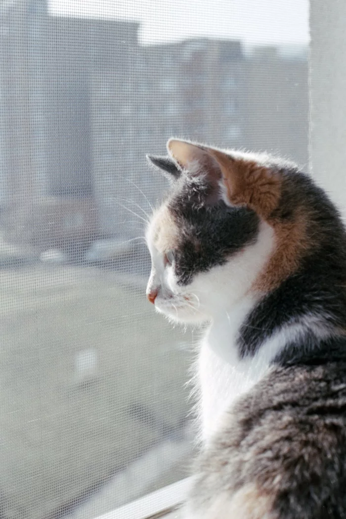 Performs morning ritual - My, Beginning photographer, The photo, cat, Film