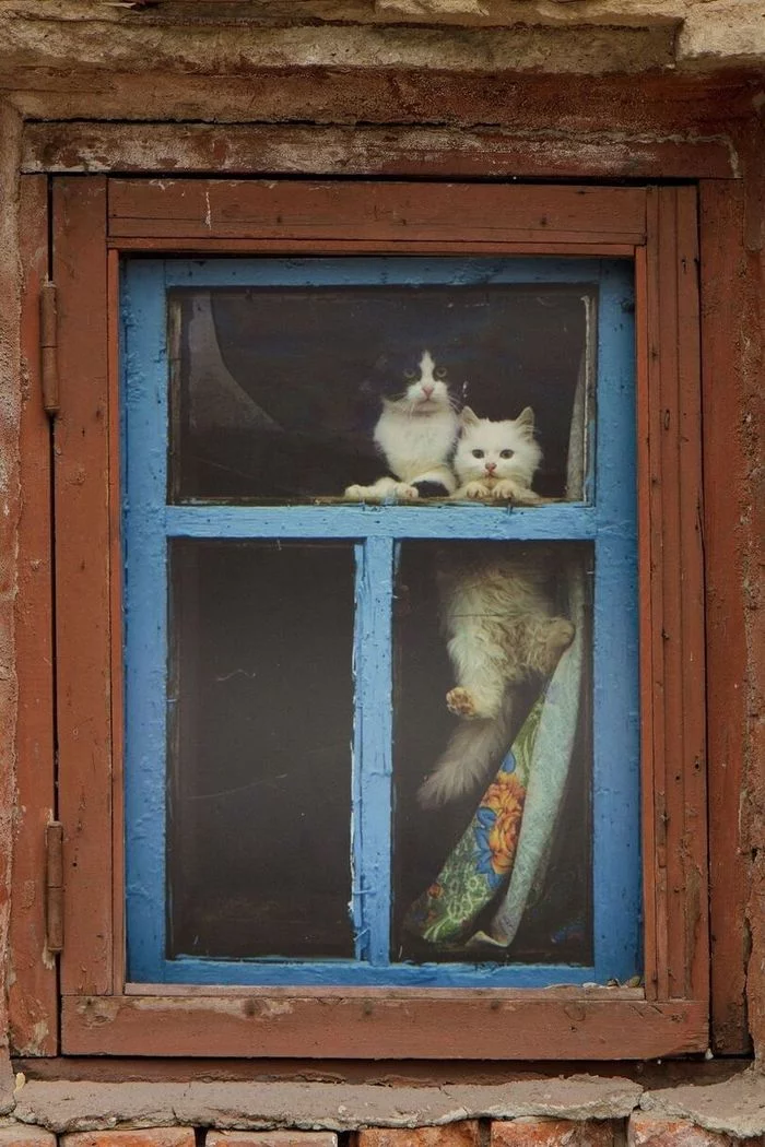 That's, kitten - cat, Kittens, Window, Observers