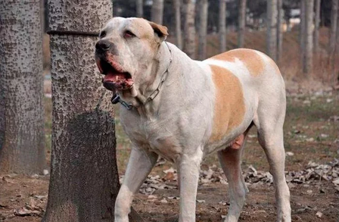 Bully Kutta: What will happen to the dog if you breed on the principle of the more, scarier and angrier, the better - Dog, Mastiff, Animal book, Animals, Yandex Zen, Longpost