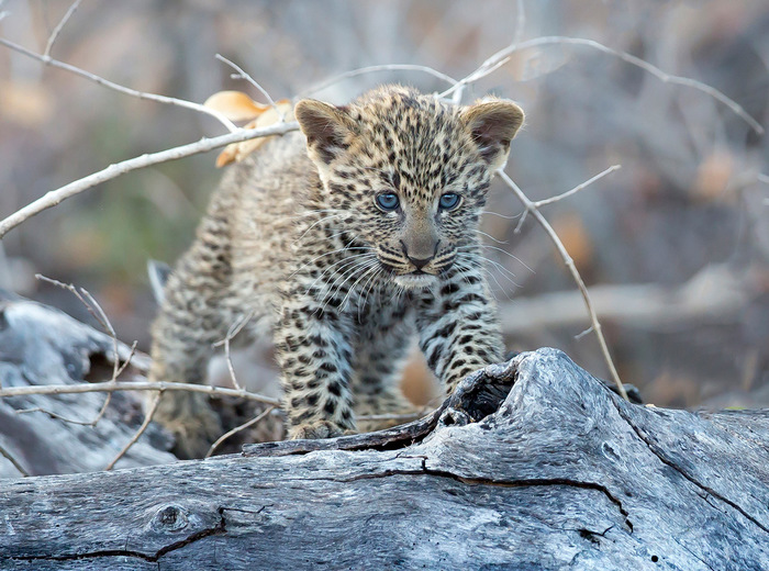 ������� �������� ������� �����������