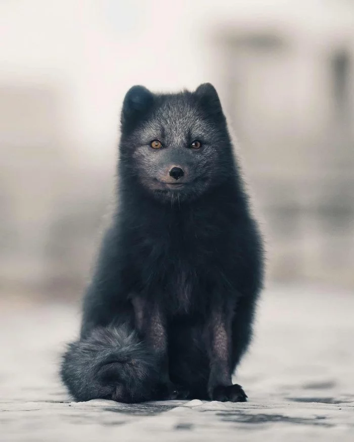 Mednovsky blue fox is a rare species from the red book - Red Book, Fox, Domestic fox, Wild animals, Animals, wildlife, beauty, Milota, beauty of nature, Canines, Mammals, The science, Facts, Biology, Interesting, Video, Longpost, Arctic fox