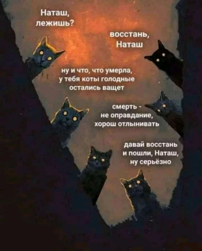 Коты. Наташа. Смерть - Черный юмор, Наташа мы все уронили, Кот