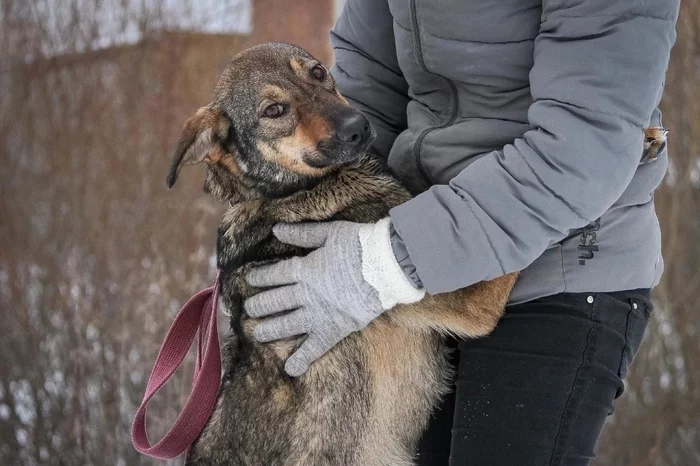 Бонечка и Цыганенок! - Собака, В добрые руки, Без рейтинга, Приют, Пермь, Пермский край, Помощь животным, Бездомные животные, Приют для животных, Потеряшка, Спасение животных, Длиннопост