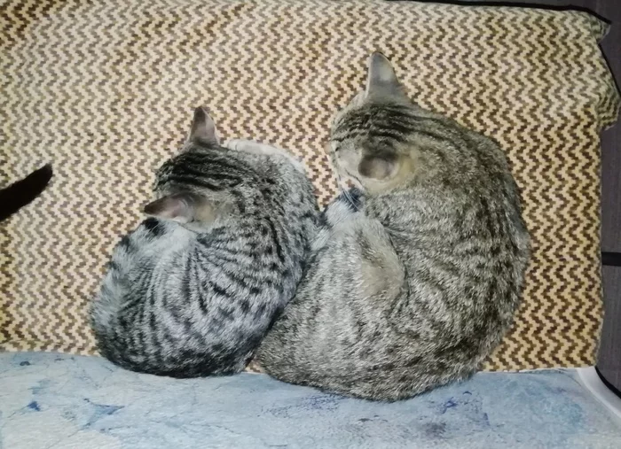 Ctrl+C, Ctrl+V, изменить масштаб :) - Моё, Кот, Котята, Милота, Мобильная фотография