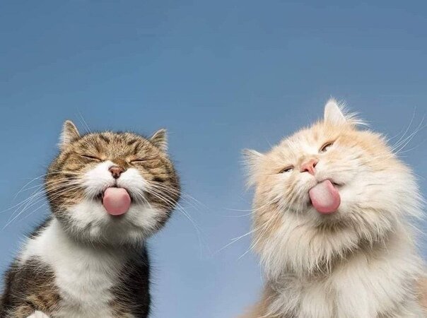 Our cats) - Aristocrat Cats (cartoon), cat, Longpost