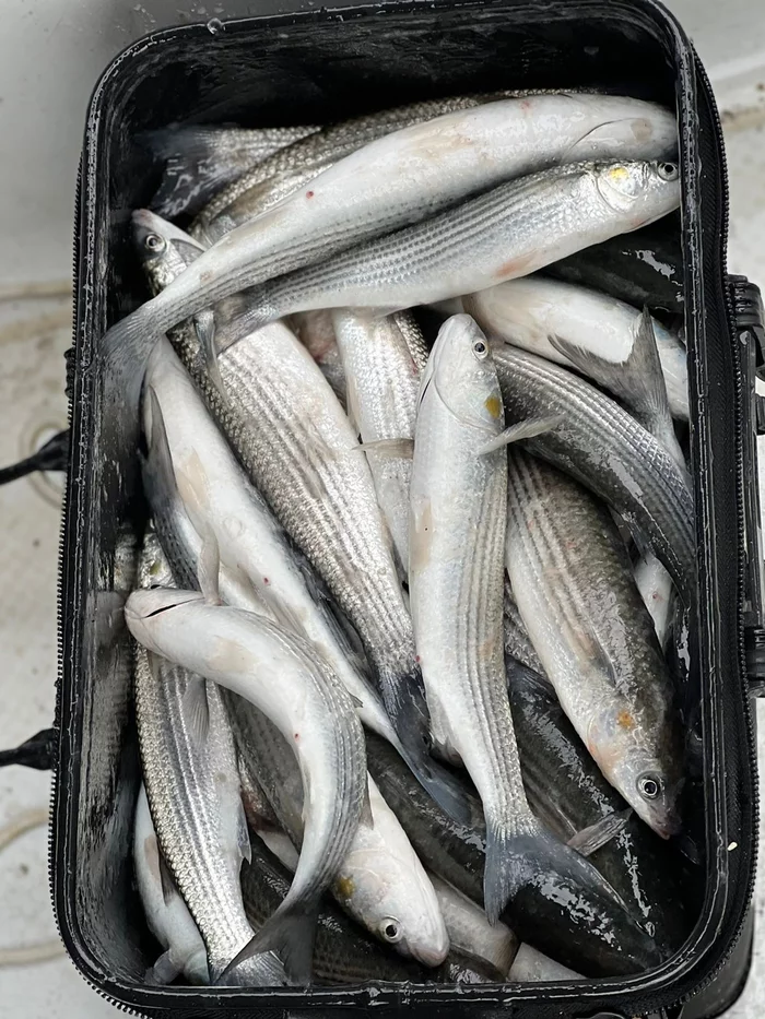 Balaclava today mullet - Mullet, Fishing, Balaclava