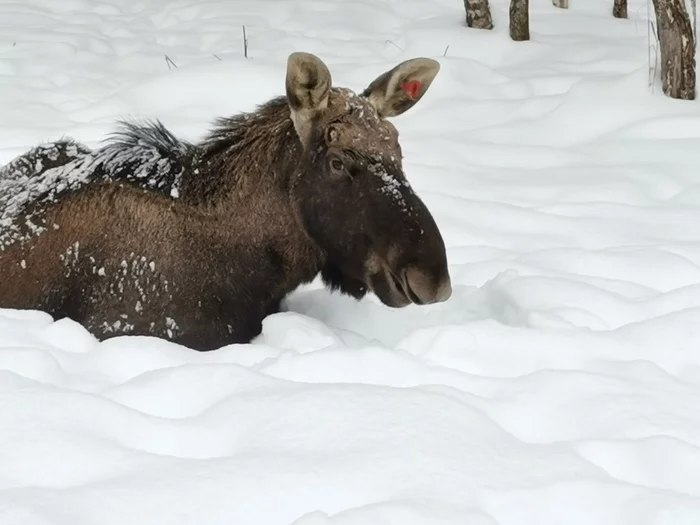 Losiny Ostrov - My, Elk Island, Elk, Deer, Video