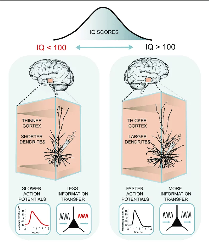 Genes affect intelligence and academic success by 63% - The science, Informative, Nauchpop, Research, Scientists, Biology, Intelligence, IQ, Experiment, University, Studies, Longpost