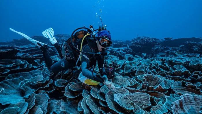 Near Tahiti, an untouched coral reef was discovered - Reef, Coral reef, Tahiti, Biology