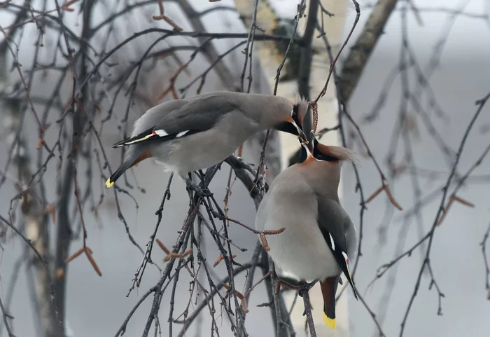 Suitor - Waxwing, Birds, beauty of nature, wildlife, Passeriformes, The photo, The national geographic, Nature