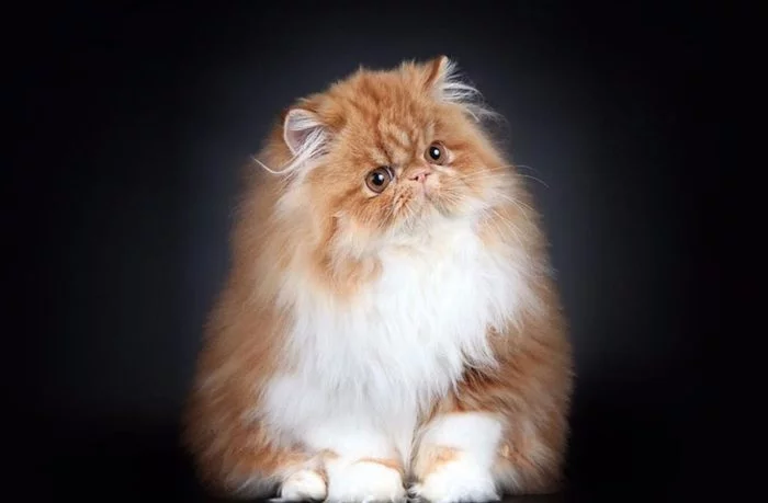 Persian cat - Milota, cat, Breed, Interesting, Fluffy, Pets, Paws, Longpost