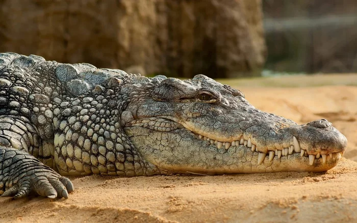 Desert crocodile: A huge reptile learned to live among the sands, and the Egyptians praised it as a god 2000 years ago - Crocodiles, Animal book, Animals, Yandex Zen, Rare view, Longpost