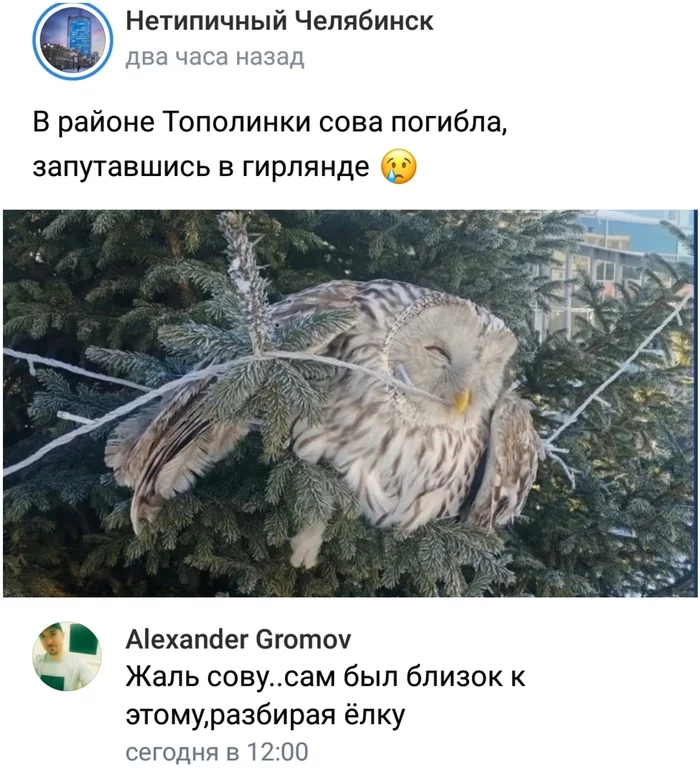 Hogwarts mourns - Screenshot, Comments, Owl, Christmas tree, Garland, Chelyabinsk, Humor