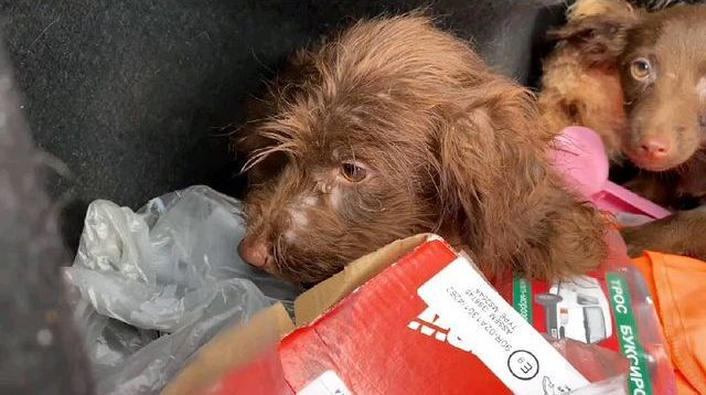 The whole country saves 120 feral dogs from the hellish apartment in Togliatti, where half-eaten puppies were found - Animal Rescue, Helping animals, Negative, Animal protection, The rescue, Homeless animals, Longpost, Dog