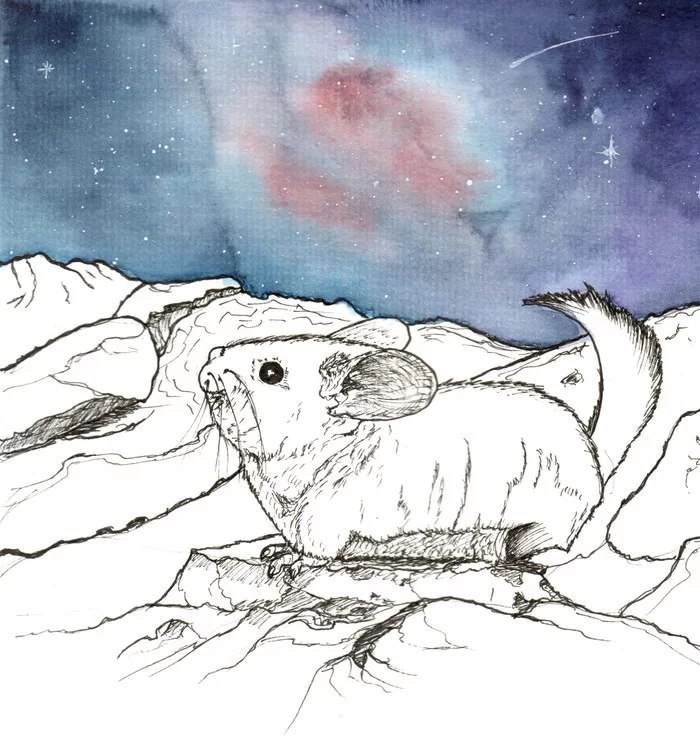 Chinchilla and sky - My, Chinchilla, Drawing, Watercolor, Sky, Sketch