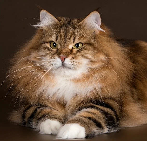 Siberian Cat: Our Answer to the Maine. Russian version of the frost-resistant ultra-fluffy rock - Siberian cat, Animals, Pets, Animal book, Yandex Zen, Longpost, cat