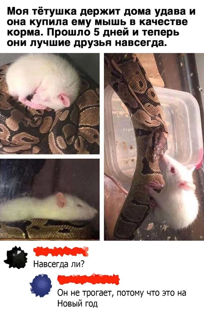 They're friends, or he just keeps it for dessert. - Picture with text, Humor, Snake, Repeat