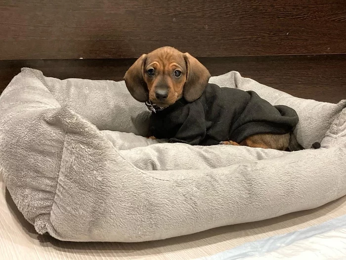 Puppy in a jacket - My, Puppies, Dog, Milota, Dachshund