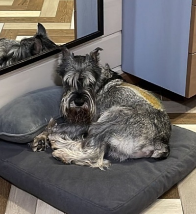 Continuation of the post Standard Schnauzer Egor from the Novosibirsk region - In good hands, Dog, Pets, No rating, Helping animals, Schnauzers, Standard Schnauzer, Novosibirsk, Vertical video, Reply to post