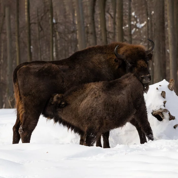 And let the whole world wait!... - Bison, Calf, beauty of nature, Winter, Snow, And let the whole world wait, The photo, The national geographic, wildlife, Artiodactyls, Wild animals, Red Book