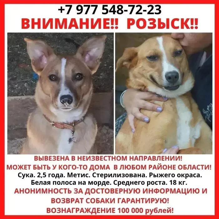 Missing dog!attention wanted! - My, The dog is missing, Lost, Search, Found a dog, Dog, Longpost, No rating