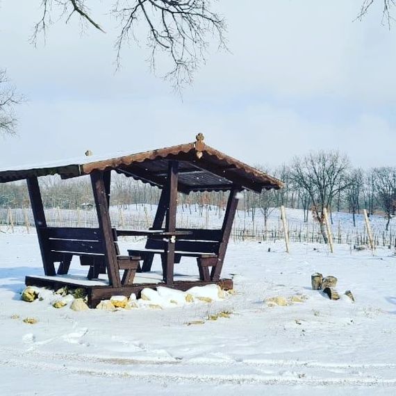 Winter in the vineyards of Russia - My, Russia, The nature of Russia, Wine, Longpost, Vineyard