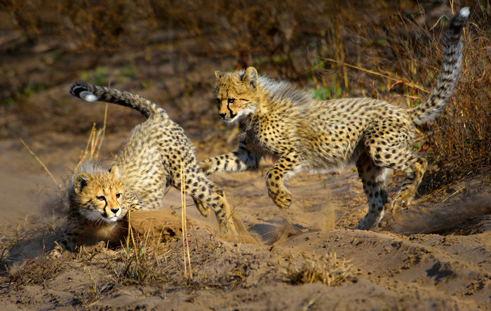 Пока мать на охоте