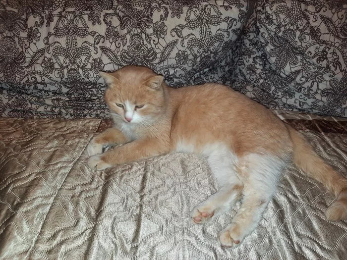 Help! What to do with a foundman - Homeless animals, Lost, Helping animals, Tula, cat