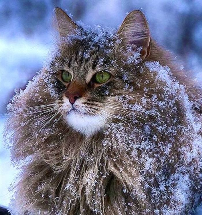 FROST... AND BLIZZARDS - My, Winter, freezing, Snowfall, Snowdrift, cat, Auto, Irony, Memes, Picture with text, Longpost