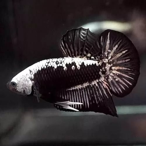 Betta (samurai roosters) from Asia - My, Aquarium fish, Aquarium, Cockerel fish, Purchase, Package, Longpost