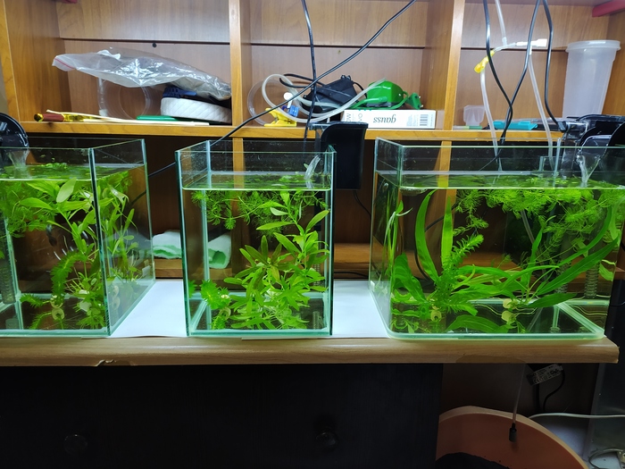 Betta ( )    , ,  , , , 