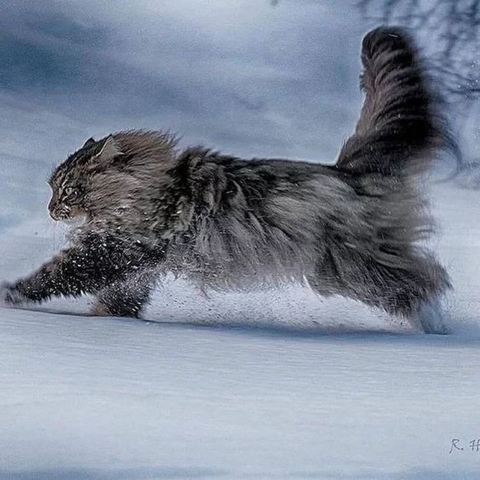 Swift ... - cat, Grey, Run, Snow, Winter, Pets