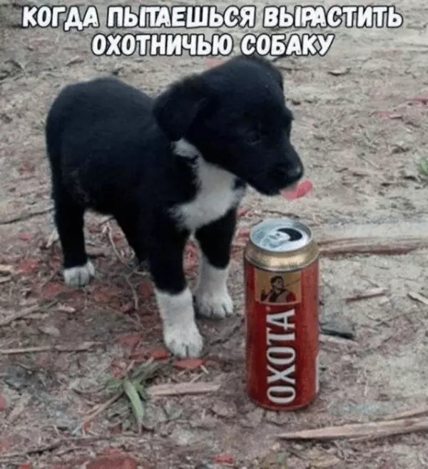Bukhteriere - Hunting is strong, Puppies, Picture with text, Humor