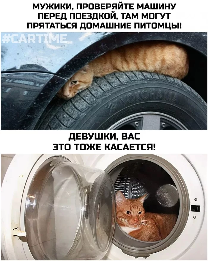 Attention! - My, Memes, Auto, cat, Car, Washing machine