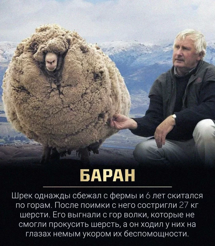 Баран - Бараны, Шерсть