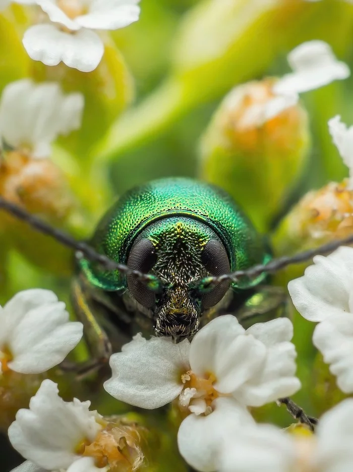 Leaf beetle on a yarrow flower - My, Macro photography, Olympus, Zuiko, Leaf beetle