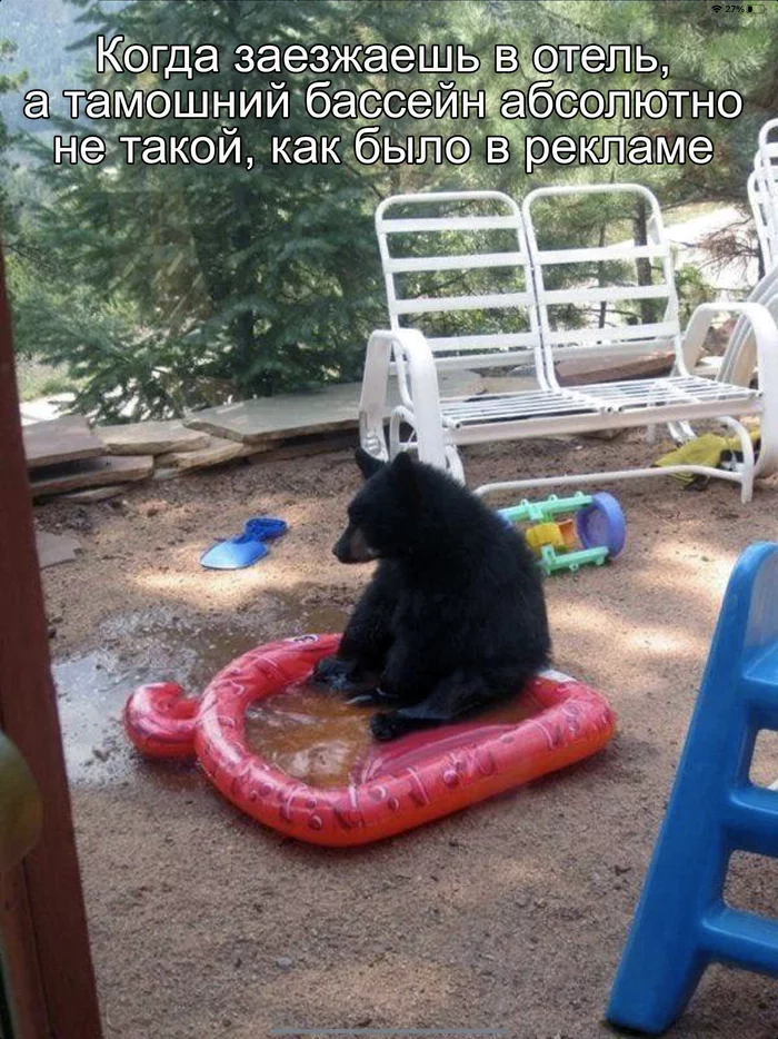 disappointment - The Bears, Swimming pool, Picture with text, Disappointment