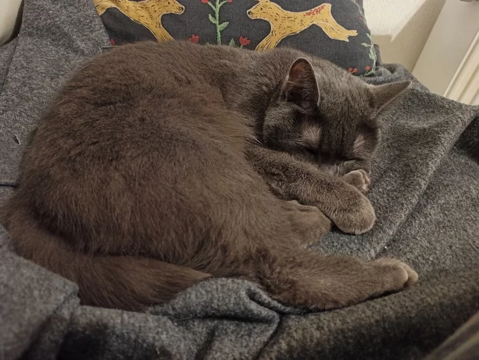 Frederica - Longpost, Pets, Russian blue, Animals, Mobile photography, cat, My